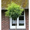 Produktbild: Hochstamm Portugiesische Lorbeerkirsche Angustifolia 100-125cm - Prunus,usitanica