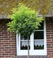 Produktbild: Hochstamm Portugiesische Lorbeerkirsche Angustifolia 100-125cm - Prunus