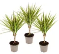 Produktbild: zweifarbiger Drachenbaum - Dracaena marginata Bicolor - Set mit 3 Pflanzen