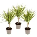 Produktbild: Exotenherz Zweifarbiger Drachenbaum Dracaena Marginata Bicolor Set mit 3 Pflanzen