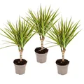 Produktbild: zweifarbiger Drachenbaum - Dracaena marginata Bicolor - Set mit 3 Pflanzen