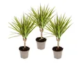 Produktbild: Exotenherz Zimmerpflanze zweifarbiger Drachenbaum Dracaena marginata Bicolor Set mit 3 Pflanzen