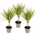 Produktbild: zweifarbiger Drachenbaum - Dracaena marginata Bicolor - Set mit 3 Pflanzen