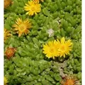 Produktbild: Gelbes Mittagsblümchen - Delosperma nubigenum