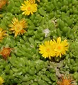 Produktbild: Gelbes Mittagsblümchen - Delosperma nubigenum