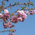 Produktbild: Blut Nelkenkirsche 100-125cm - Prunus serrulata