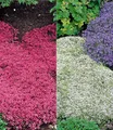 Produktbild: BALDUR Garten 6er Winterharter Bodendecker-Thymian Kollektion rot und weiß, Pflanzen im 9x9 cm-Topf, Thymus, Polsterthymian, Thymian Pflanzen, winterharte Stauden, trockenresistent, bienenfreundlich