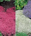 Produktbild: BALDUR Garten 6er Winterharter Bodendecker-Thymian Kollektion rot und weiß, Pflanzen im 9x9 cm-Topf, Thymus, Polsterthymian, Thymian Pflanzen, winterharte Stauden, trockenresistent, bienenfreundlich