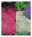 Produktbild: Bodendecker winterhart Thymian-Kollektion rot und weiß 6 Pflanzen
