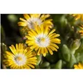 Produktbild: Delosperma Congestum Golden Nugget Mittagsblume Gelb Ca. 9x9 cm Topf