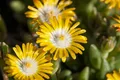 Produktbild: Pflanzen für Dich Staude Delosperma congestum Golden Nugget, 1 St., Mittagsblume, Goldene Mittagsblume