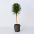Produktbild: Plant in a Box - Pinie - Pinus 'Summer Breeze' - Höhe 70-80cm - Topf 24cm