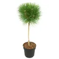 Produktbild: Plant in a Box - Pinus 'Sommerwind' - Zwergkiefer - Kugelförmig - Grüne Nadeln - Topf 24cm - Höhe 70-80cm