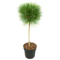 Produktbild: Plant in a Box  Pinie Pinus 'Summer Breeze' 70cm Strauch