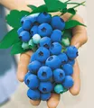 Produktbild: Gartenheidelbeeren 'Nui®', 1 Pflanze, Vaccinium corymbosum