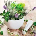 Produktbild: EUROART Glasbild 20 x cm Fresh herbs II Glas Grün
