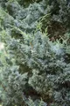 Produktbild: Juniperus chinensis 'Blaauw', Chinesischer Wacholder, 50–60 cm