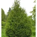 Produktbild: Riesen Lebensbaum Atrovirens 80-100cm - Thuja plicata