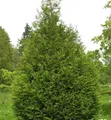 Produktbild: Riesen Lebensbaum Atrovirens 80-100cm - Thuja plicata