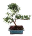Produktbild: Podocarpus-Bonsai für den Außenbereich – Steinscheibe mit kleinen Blättern, 20 cm