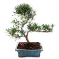 Produktbild: Exotenherz Outdoor Bonsai Podocarpus Kleinblättrige Steineibe 20cm