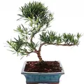 Produktbild: Exotenherz - Outdoor Bonsai Podocarpus - Kleinblättrige Steineibe 20cm