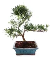 Produktbild: Exotenherz Zimmerpflanze Outdoor Bonsai Podocarpus - Kleinblättrige Steineibe 20cm