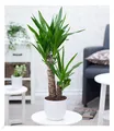 Produktbild: Yucca Palme ca. 65-75 cm hoch,1 Pflanze Zimmerpflanze