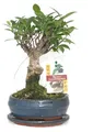 Produktbild: Bonsai Chinesischer Feigenbaum - Ficus retusa - ca. 6 Jahre - Kugelform