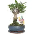 Produktbild: Exotenherz Bonsai Chinesischer Feigenbaum Ficus Retusa ca. 6 Jahre Kugelform