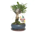 Produktbild: Exotenherz Zimmerpflanze Bonsai Chin. Feigenbaum Ficus retusa ca. 6 Jahre Kugelform