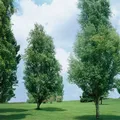 Produktbild: Pflanzen für Dich Baum Betula pendula Golden Obelisk, 1 St., Hänge-Birke, Sand-Birke, Weiß-Birke, goldgelb, säulenförmig