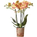 Produktbild: Kolibri Orchids Orange Phalaenopsis Orchidee 35cm Hoch Topfgröße 9cm