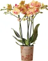 Produktbild: Kolibri Orchids orange Phalaenopsis Orchidee -35cm hoch Topfgröße 9cm blühende Zimmerpflanze frisch vom Züchter