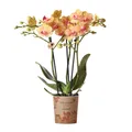 Produktbild: Kolibri Orchids | orange Phalaenopsis Orchidee -35cm hoch - Topfgröße 9cm | blüh