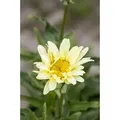Produktbild: Sonstige - Leucanthemum X Superb.'banana Cream' P 0,5