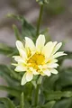 Produktbild: Leucanthemum x superbum 'Banana Cream' 9x9 cm Topf – Winterhart, Mehrjährig, Pflegeleicht – Margerite – Staude für Beet & Kübel
