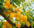 Produktbild: Pflanzen für Dich Obstpflanze Prunus dom. Golden Japan, 1 St., Gelbe Pflaume, Japanische Pflaume, gelbe Früchte, frühreifend