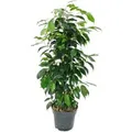 Produktbild: Exotenherz Ficus Benjamini Danielle im 17cm Topf