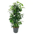 Produktbild: Exotenherz - Ficus benjamini 