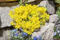 Produktbild: Alyssum montanum 'Berggold' 9x9 cm Topf – Winterhart, Mehrjährig, Pflegeleicht – Berg-Steinkraut – Bodendecker für Steingarten & Beetkante