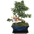 Produktbild: Exotenherz Bonsai Fukientee Carmona Microphylla ca. 8 Jahre