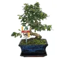 Produktbild: Bonsai Fukientee - Carmona microphylla - ca. 8 Jahre