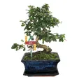 Produktbild: Exotenherz Zimmerpflanze Bonsai Fukientee - Carmona microphylla - ca. 8 Jahre