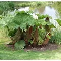 Produktbild: Riesen Mammutblatt - Gunnera manicata