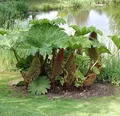 Produktbild: Riesen Mammutblatt - Gunnera manicata