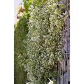 Produktbild: Euonymus Fortunei Emerald Gaiety Kriechspindel Grün-Weiß 15–20 cm