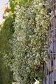 Produktbild: Euonymus fortunei 'Emerald Gaiety', Kriechspindel, grün-weiß, 15–20 cm
