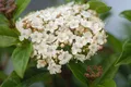 Produktbild: Viburnum tinus 'Ladybird', Lorbeer-Schneeball, immergrün, 50–60 cm