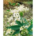 Produktbild: Clematis Armandii Snowdrift Immergrün Weiße Blüten 100–150 cm